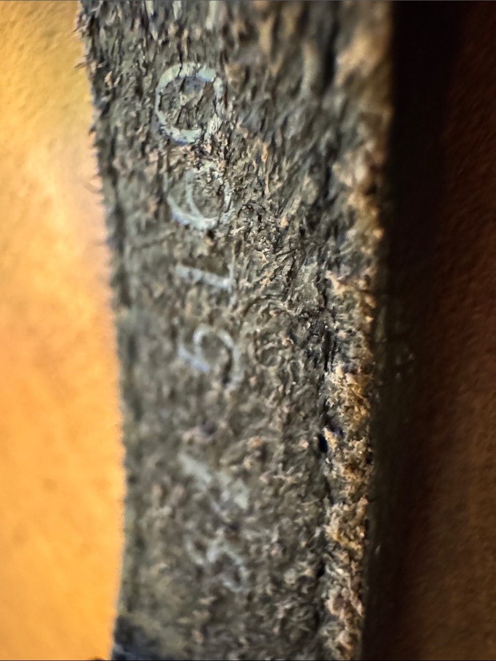 Black Leather Women's Western Concho Belt - Picture 5 of 6